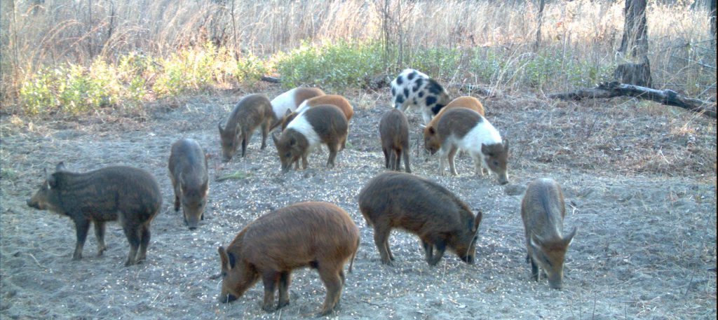 Group of Pigs